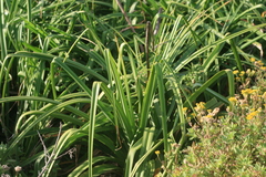 Cyperus dives