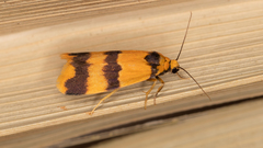 Stenoscaptia venusta