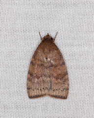 Austrocarea iocephala