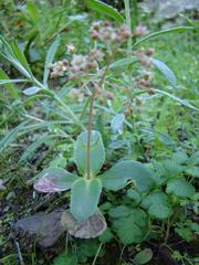 Crassula simulans