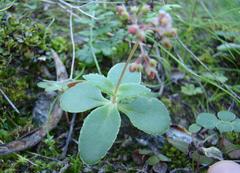 Crassula simulans