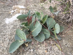 Asclepias cryptoceras davisii