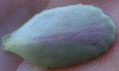 Crassula simulans