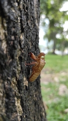 Dundubia