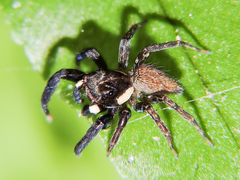 Chapoda