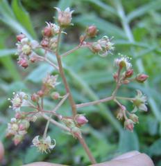 Crassula simulans