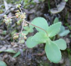 Crassula simulans
