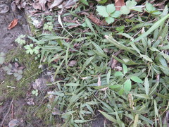 Asplenium ruprechtii