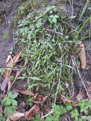 Asplenium ruprechtii