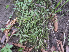 Asplenium ruprechtii