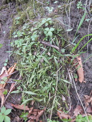 Asplenium ruprechtii