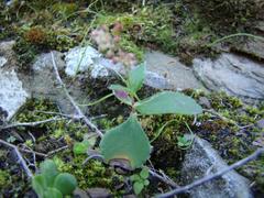 Crassula simulans