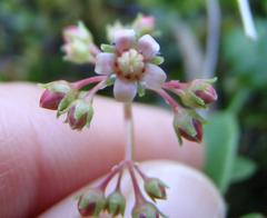 Crassula simulans