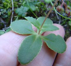 Crassula simulans