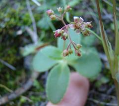 Crassula simulans