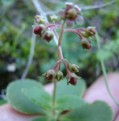 Crassula simulans
