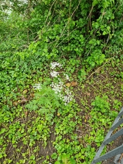 Anthriscus sylvestris