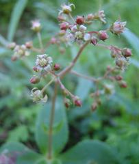 Crassula simulans