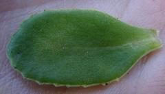 Crassula simulans