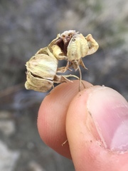 Asclepias cryptoceras davisii