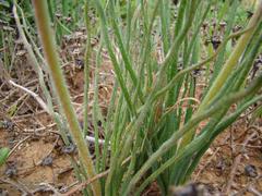 Trachyandra revoluta