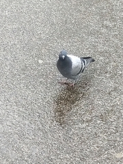 Columba livia domestica