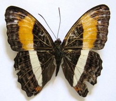 Adelpha cocala lorzae