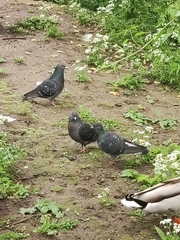Columba livia domestica