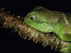 Physignathus cocincinus