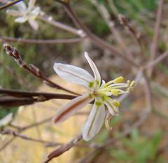 Trachyandra revoluta