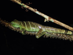Physignathus cocincinus