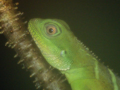 Physignathus cocincinus