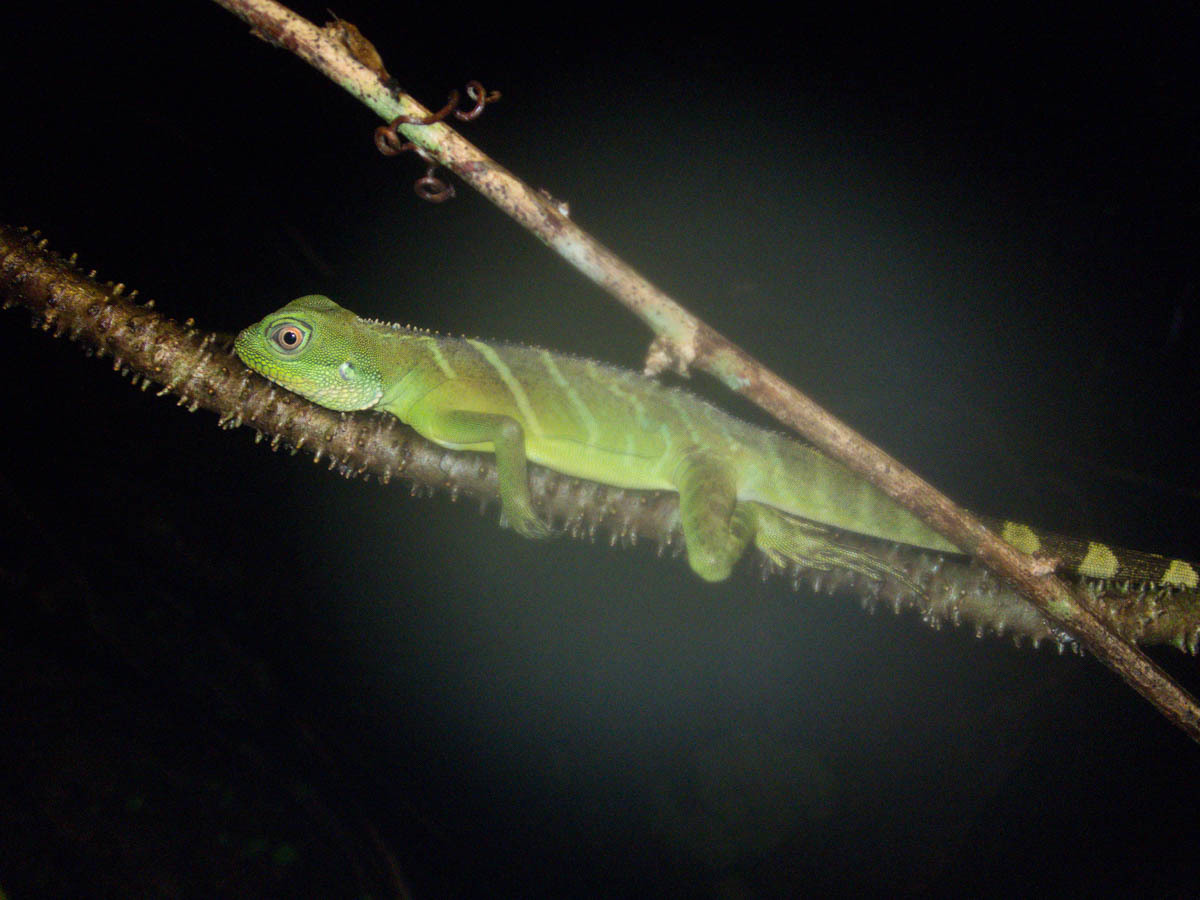 asian water dragon, chinese water dragon, green water dragon, grüne wasseragame, thai water dragon, 长鬣蜥