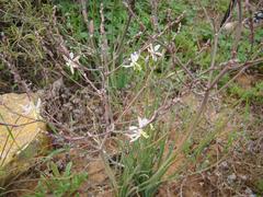 Trachyandra revoluta