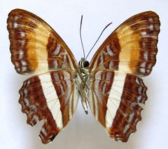 Adelpha cocala lorzae