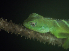 Physignathus cocincinus