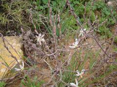 Trachyandra revoluta