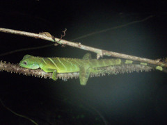 Physignathus cocincinus