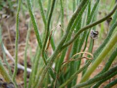 Trachyandra revoluta