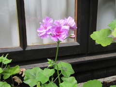 Ciconium