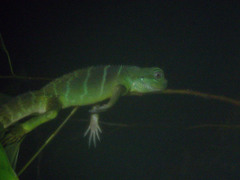 Physignathus cocincinus