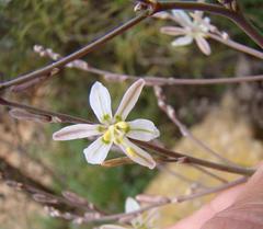 Trachyandra revoluta