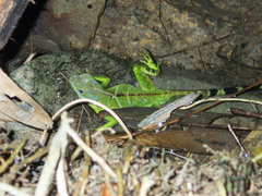 Physignathus cocincinus