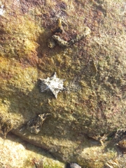 Scutellastra longicosta