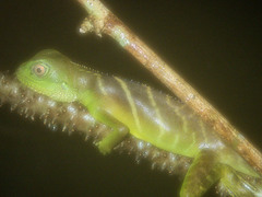 Physignathus cocincinus