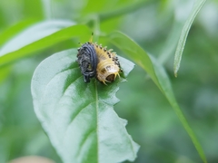 Basiprionota angusta