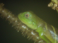 Physignathus cocincinus