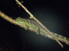 Physignathus cocincinus