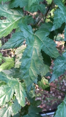 Rubus palmatus