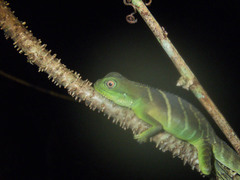 Physignathus cocincinus